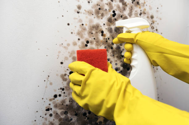 Best Mold Testing  in Grantville, GA