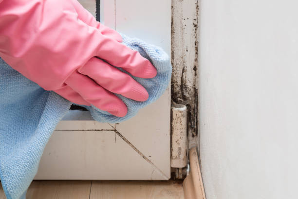 Best Mold Removal Specialists  in Grantville, GA