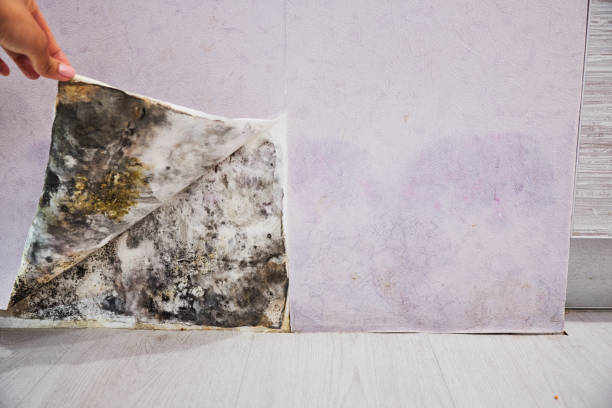 Best Black Mold Removal  in Grantville, GA
